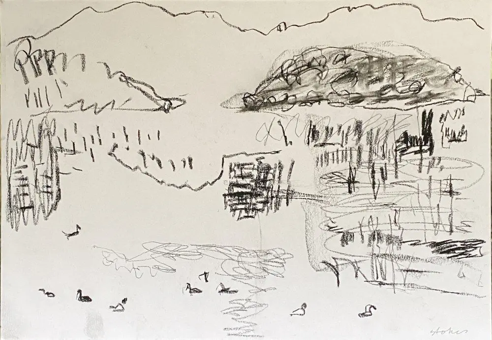 Duck down  Charcoal on paper by artist Sally Stokes
